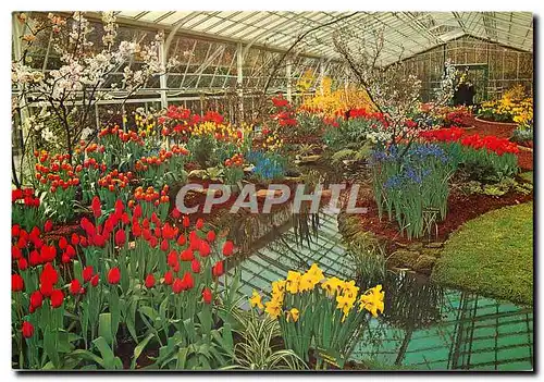 Cartes postales moderne Keukenhof Lisse-Holland