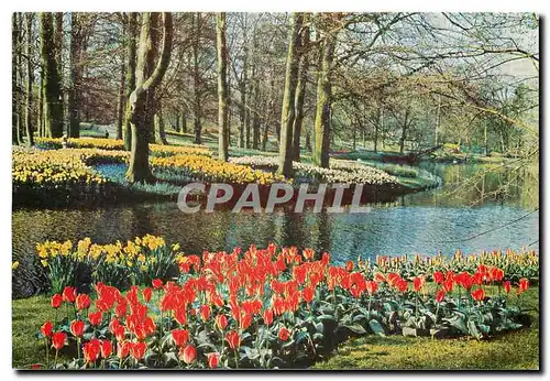 Cartes postales moderne Keukenhof Lisse-Holland
