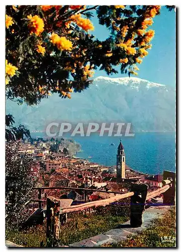 Cartes postales moderne Ascone (Lago Maggiore) Primavera con Mimosa
