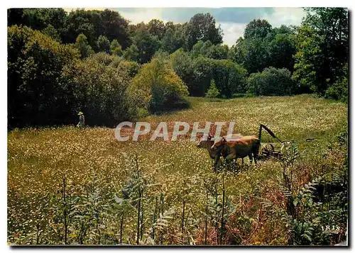 Cartes postales moderne Le Limousin pittoresque L'air etait plein d'encents et les pres de verdures