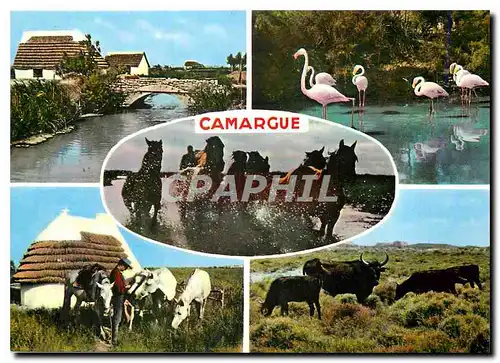 Moderne Karte Camargue Chevaux Flamants rose Taureaux