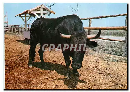 Cartes postales moderne La Camargue Taureau camarguais