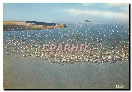 Moderne Karte En Camargue avec les Gardians Vue aerienne de Flamants Roses en Vol