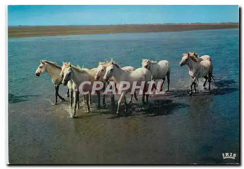 Cartes postales moderne En Camargue avec les Gardians Dans les Marais sous un ciel ardent des blancs chevaux libres de t