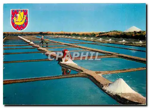 Cartes postales moderne Ile de Re Marais Salante