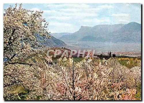 Moderne Karte Merano - Floritura in Val d'Adige con vista della Mendola