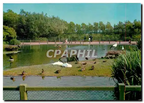 Cartes postales moderne Knokke - Zoute La reserve omithologique du Zwin