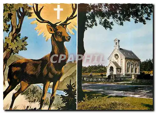 Cartes postales moderne Saint-Hubert Cerf