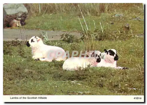 Moderne Karte Lambs of the Scottish Hillside