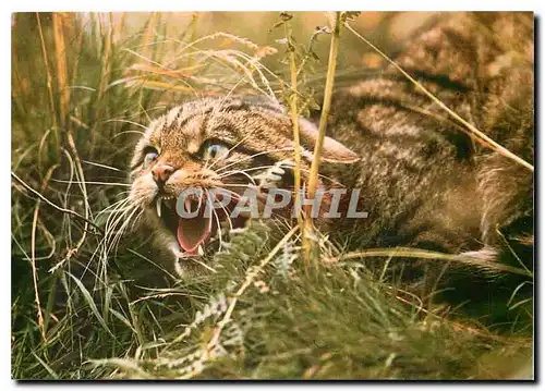 Moderne Karte Wild Cat