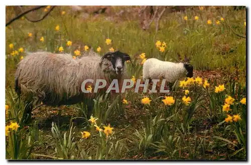 Cartes postales moderne Black-faced sheep of the Scottish Highlands