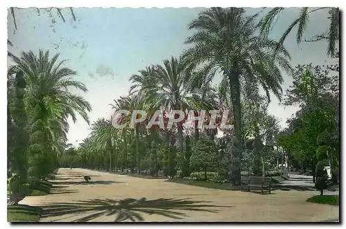 Cartes postales moderne Cadiz Parque Genoves Paseo central