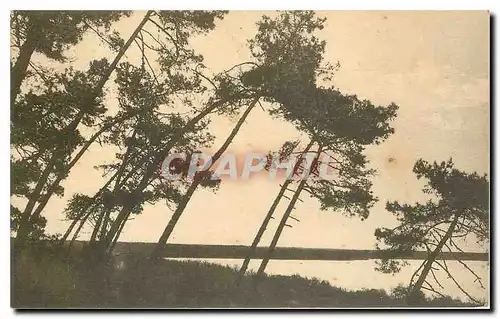 Ansichtskarte AK Dans les Landes de Gascogne Les Pins penches a l'Etang de Leon