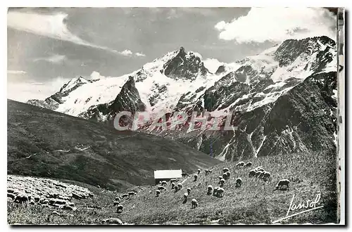 Cartes postales moderne L'Ete dans les Alpes Alpage au pied des Cimes