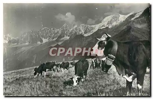 Cartes postales moderne La Reine de l'Alpage Vache