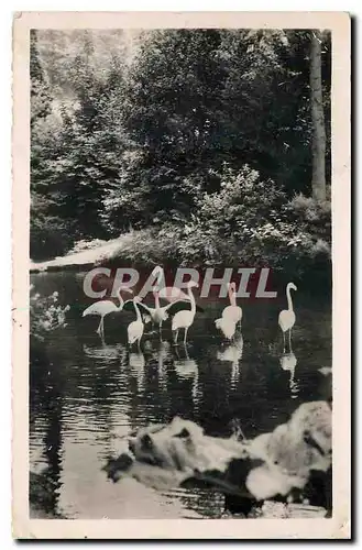 Cartes postales moderne Parc Zoologique de Cleres Flamants Roses