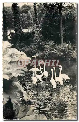 Moderne Karte Parc Zoologique de Cleres Flamants Roses