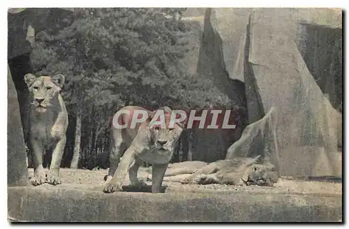 Cartes postales Lion et Lionnes sur leur plateau Parc Zoologique du Bois de Vincennes Paris