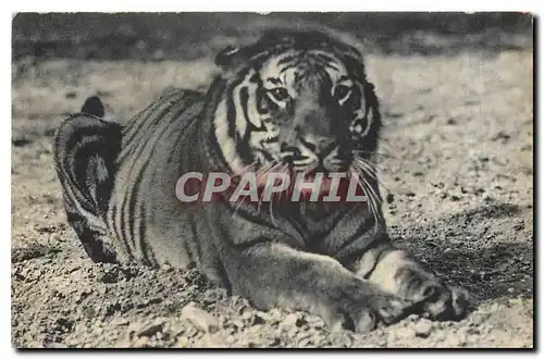 Cartes postales Un Tigre du Bengate Parc Zoologique du Bois de Vincennes Paris
