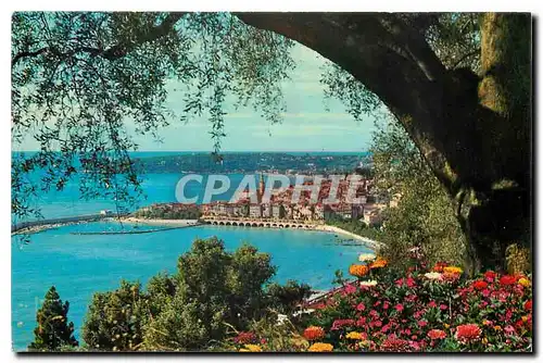 Cartes postales moderne Menton Echappee entre les fleurs et les oliviers