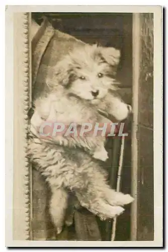 CARTE PHOTO Chien