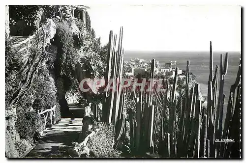 Cartes postales moderne Principaute de Monaco Le Jardin Exotique et vue sur le Rocher