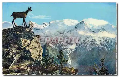 Cartes postales moderne Chasseurs de Chamois au Pays du Mont Blanc