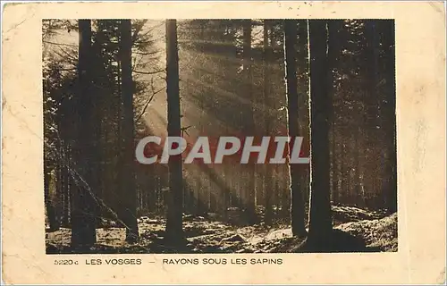 Cartes postales LES VOSGES_ RAYONS SOUS LES SAPINS