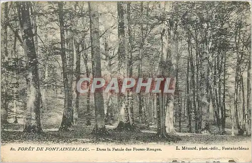 Cartes postales FOR�T DE FONTAINEBLEAU