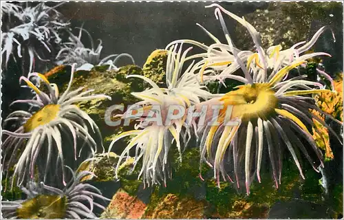 Ansichtskarte AK AQUARIUM DE MONACO N 09-ANEMONIA SULCATA (Anemones de mer  Sea anemones)