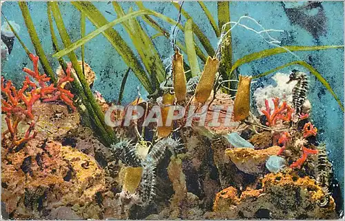 Ansichtskarte AK AQUARIUM DE MONACO  (Clich� Trabut-Propri�t� exclusive du Mus�e