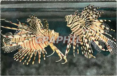 Cartes postales AQUARIUM DE MONACO N 011-PTEROIS VOLITANS