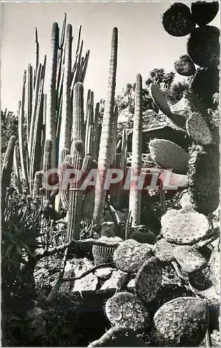 Ansichtskarte AK principaute de monaco.Le Jardin exotique.(Raquettes candelabres et alo�s)