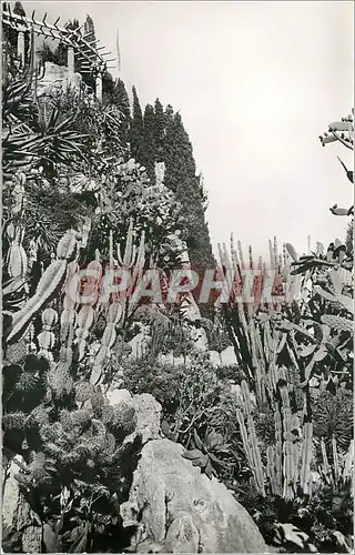 Cartes postales principaute de monaco.Le Jardin exotique.(Raquettes candelabres et alo�s)