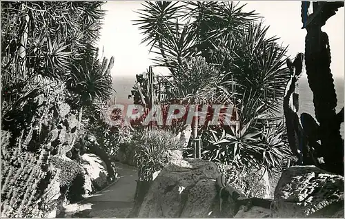 Cartes postales principaute de monaco.Le Jardin exotique.(Raquettes candelabres et alo�s)