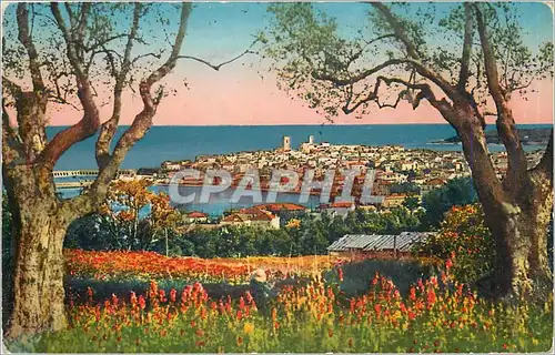 Cartes postales Antibes Panorama vua a travers les Oliviers