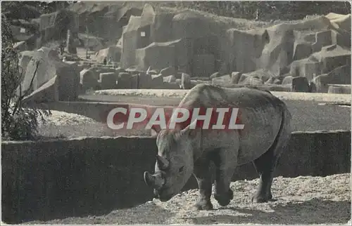 Ansichtskarte AK Parc Zoologique du Bois de Vincennes Paris Le Rhinoceros d'Afrique
