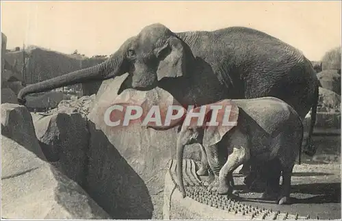 Cartes postales Parc Zoologique du Bois de Vincennes Paris Un Elephant d'Asie femelle et Micheline jeune Elephan