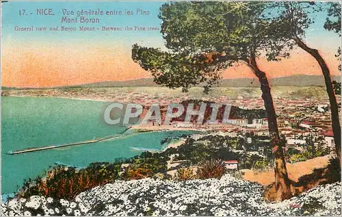 Cartes postales moderne Nice Vue generale entre les Pins Mont Boron