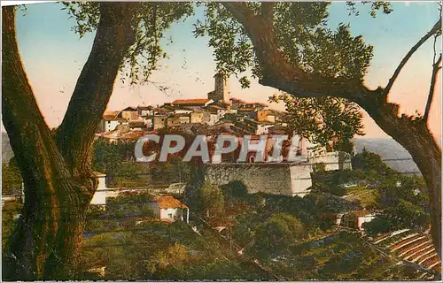 Cartes postales La Cote d'Azur Vue generale entre les Oliviers Saint Paul