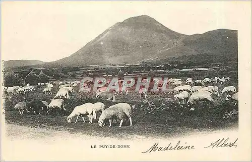 Ansichtskarte AK Le Puy de Dome Moutons