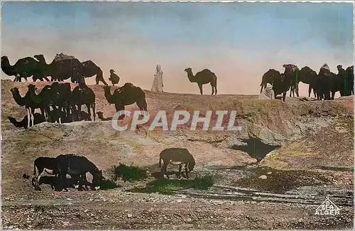 Cartes postales Scenes et Types Caravane dans le Sahara