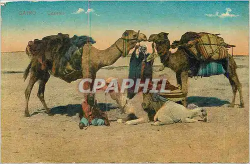 Cartes postales Cairo Camels