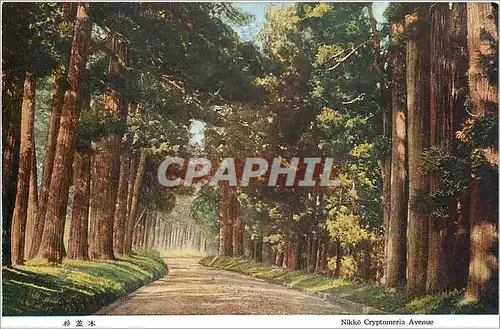 Cartes postales Nikko Cryptomeria Avenue