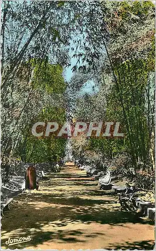 Cartes postales Alger El Djezair Allee des Bambcuk