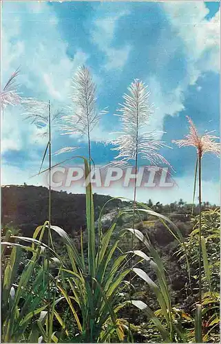 Cartes postales moderne Martinique Canne a sacre en flecites Sugar cane flowers