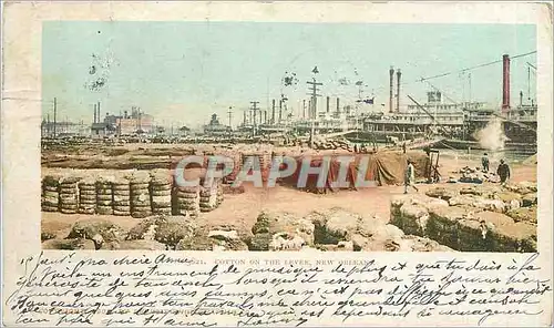 Cartes postales Cotton on the Levee New Orleans