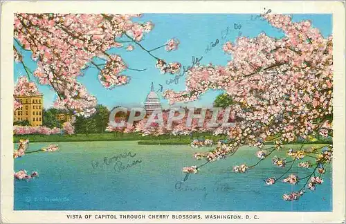 Ansichtskarte AK Vista of Capitol through Cherry Blossoms Washington DC