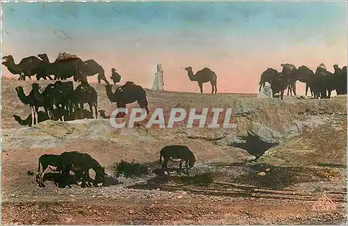 Cartes postales Scene et Types Caravane dans le Sahara