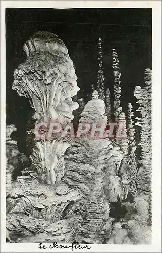 Cartes postales Le Choufleur